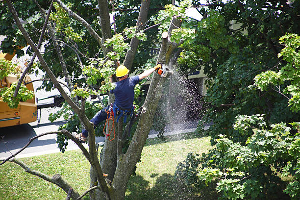 Hebron, NE Tree Services Company